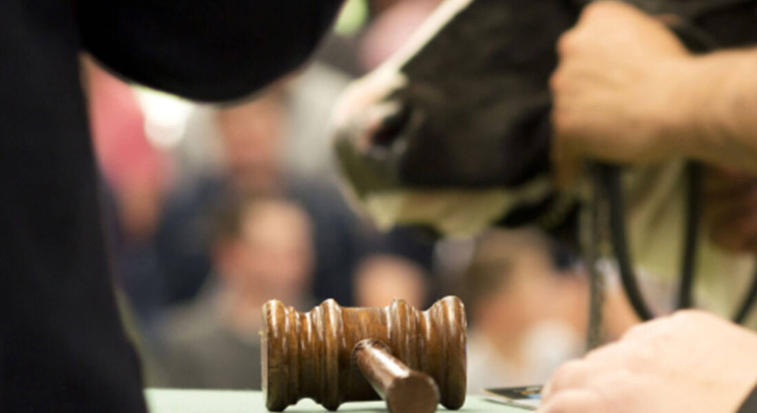 How to bid on AMA Auctions